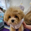 바오펫살롱 이미지