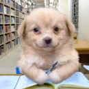 우리집 강아지 이미지