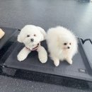 따라 애견학교 이미지