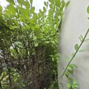 영인면 아산호로 이미지