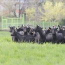 염소한마리 이미지