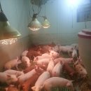 상춘농장 이미지