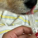 언니네강아지 | [내돈내산] 강아지 눈꼽제거 바이랩 아이클리너 &amp; 인공눈물 사용후기 및 부작용