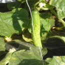 별장농장 이미지