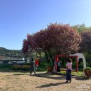 웅동초등학교 | 진해 웅동수원지 겹벚꽃 명소 57년만의 개방 방문 후기 주차정보