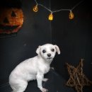 토리애견샵 이미지