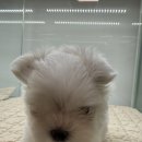 이정훈 강아지 하남본점 이미지