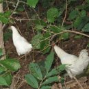 송영농장 이미지