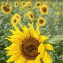 해바라기PC 이미지