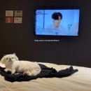 럭셔리펫 이미지