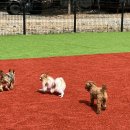 팜스토리 | 청도 애견동반 글램핑 추천, 팜스토리 감성 글램핑 후기