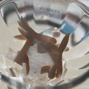 빌라드로이 이미지