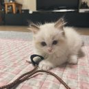 일산고양이분양&미용 반하나캣 이미지