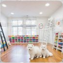 유기 및 야생동물 관리 전문가 양성과정 | 동해 유기동물보호센터 입양견 미용 첫 방문 떨리는 마음 사로잡은 준비와 후기