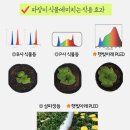 이상철농장 | [2년차 제품후기] 실내가드닝 필수템_ 햇빛아래 LED 식물등 (미광 식물재배등)