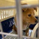 제시카 켄넬 이미지