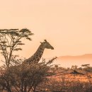 세끼돈 | 케냐 항공권 비행기 여행 | 케냐 간 세끼 보고 찾아본 후기