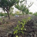 루루바이오 이미지