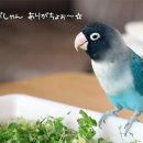 잉꼬농원 이미지