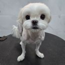 댕댕그루밍 이미지