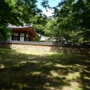 횡계천 | 308. 횡계서당(橫溪書堂)의 나무들.