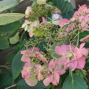 배롱나무집 이미지