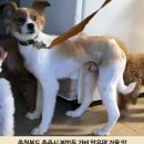 강아지분실신고, 충북 충주시 봉방동 마트정비소 맞은편에서 실종된 강아지를 찾습니다! 이미지