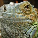 이구아나 이미지