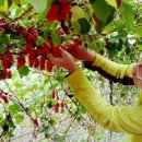 진배농장 이미지