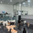 어뮤즈퍼피 이미지