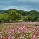 식영정 | [전남 무안] 무안 식영정 코스모스 개화현황 광주 근교 10월 꽃축제