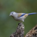 Blue-winged Minla 푸른 날개 민라 이미지