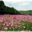 코스모스여화 이미지