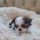 빅토리아펫 강아지고양이 잠실점 | [리뷰] 빅토리아펫 강아지고양이 잠실점, 최고의 서울강아지분양 경험!