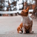 프라임동물병원 이미지