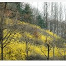 개나리공원 건너편 이미지