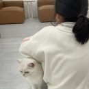 캣플코지눅 시화점 이미지