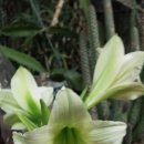 아마릴리스 Daum카페