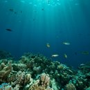 바다의 숲속 이미지