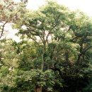 진도초하리무환자나무 이미지