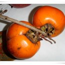 데생&스케치 이미지