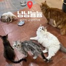 냥냥늉늉 이미지