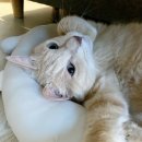 한겨레약국 이미지