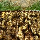 양구벌꿀 이미지