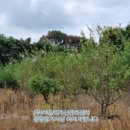 성읍리-4 이미지