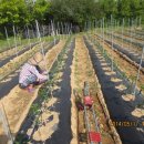 배씨농장 이미지