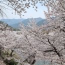 배알도수변공원(1-캠핑장) 이미지