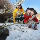 버들강아지 이미지