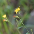 조밥나물Hieracium umbellatum L. 이미지