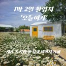 김제꽃사랑화원 | [김제 카페] 오늘여기｜5월 샤스타데이지 만개한 1박2일 촬영지 대형 정원 카페 솔직후기